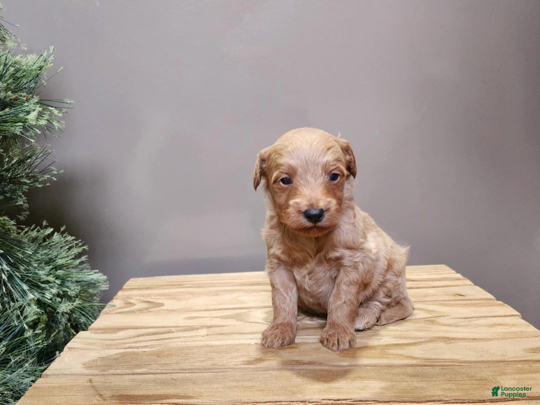Mini Goldendoodle dogs for sale: Reno - Ad 3