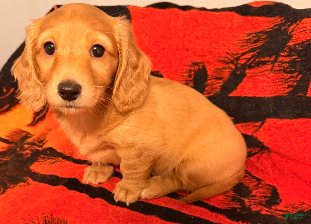 Dachshund dogs for sale: Dachshund Puppy 2 - Ad 9