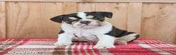 English Bulldog dogs for sale: Ruby - Ad 5