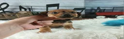 Dachshund dogs for sale: Nationwide delivery. Gloria's sable boy - Ad 3