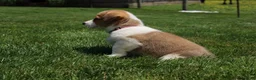 Welsh Corgi Pembroke dogs for sale: Shophie  - Ad 8