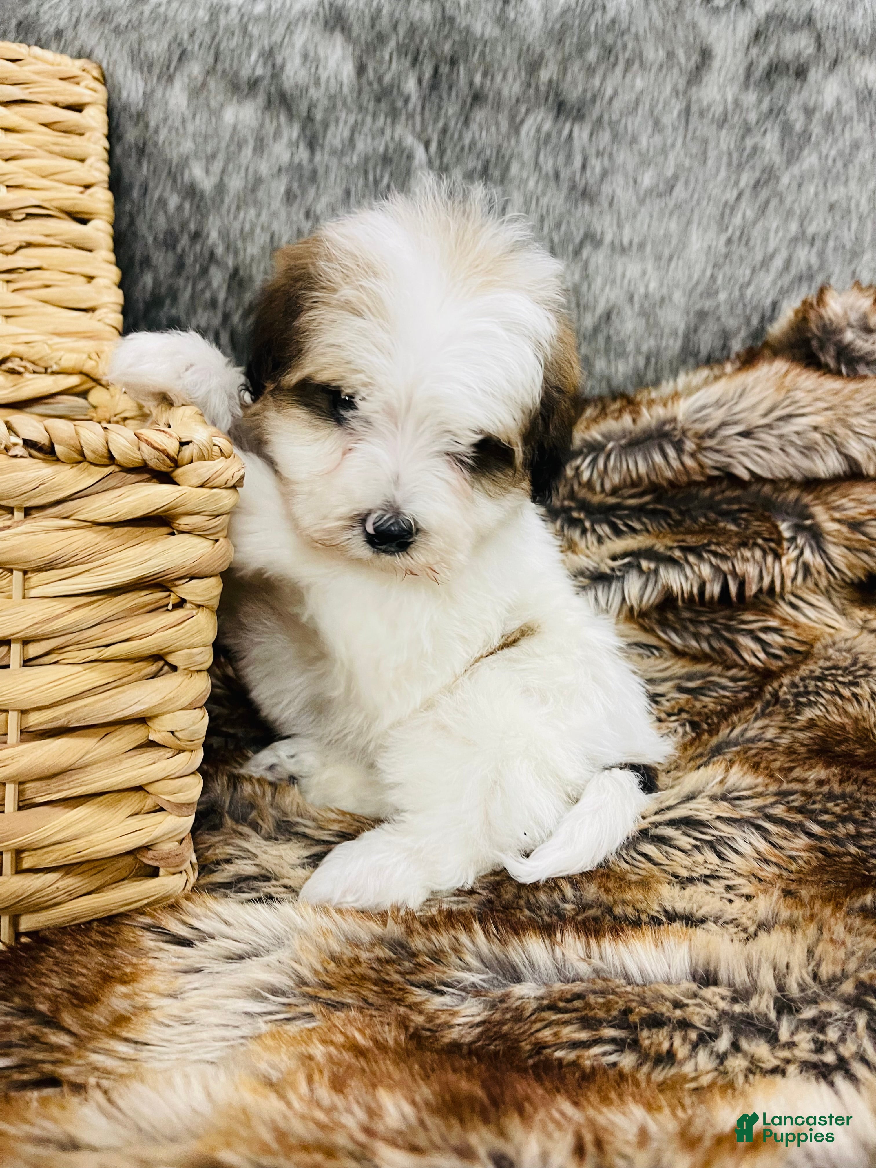 Mixed Breed dogs “ Bentley “ Mini bernedoodle male - Ad 11