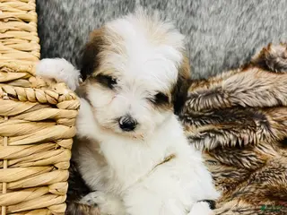 Mixed Breed dogs “ Bentley “ Mini bernedoodle male - Ad 27