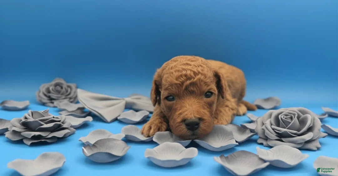 Toy Poodle dogs for sale: Rusty 🩶 - Ad 16