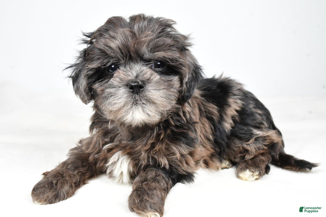 Shihpoo dogs for sale: Jenny - Ad 2