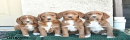 Labradoodle dogs for sale: Garland  - Ad 5