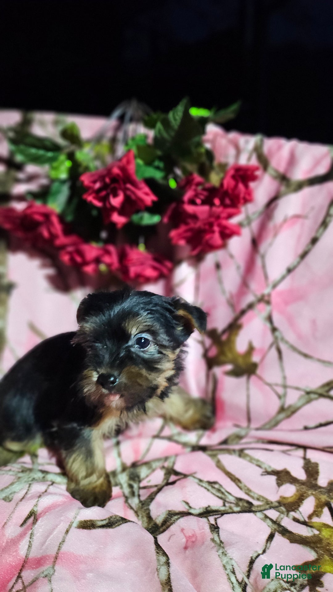 Morkie dogs for sale: Jill - Ad 6