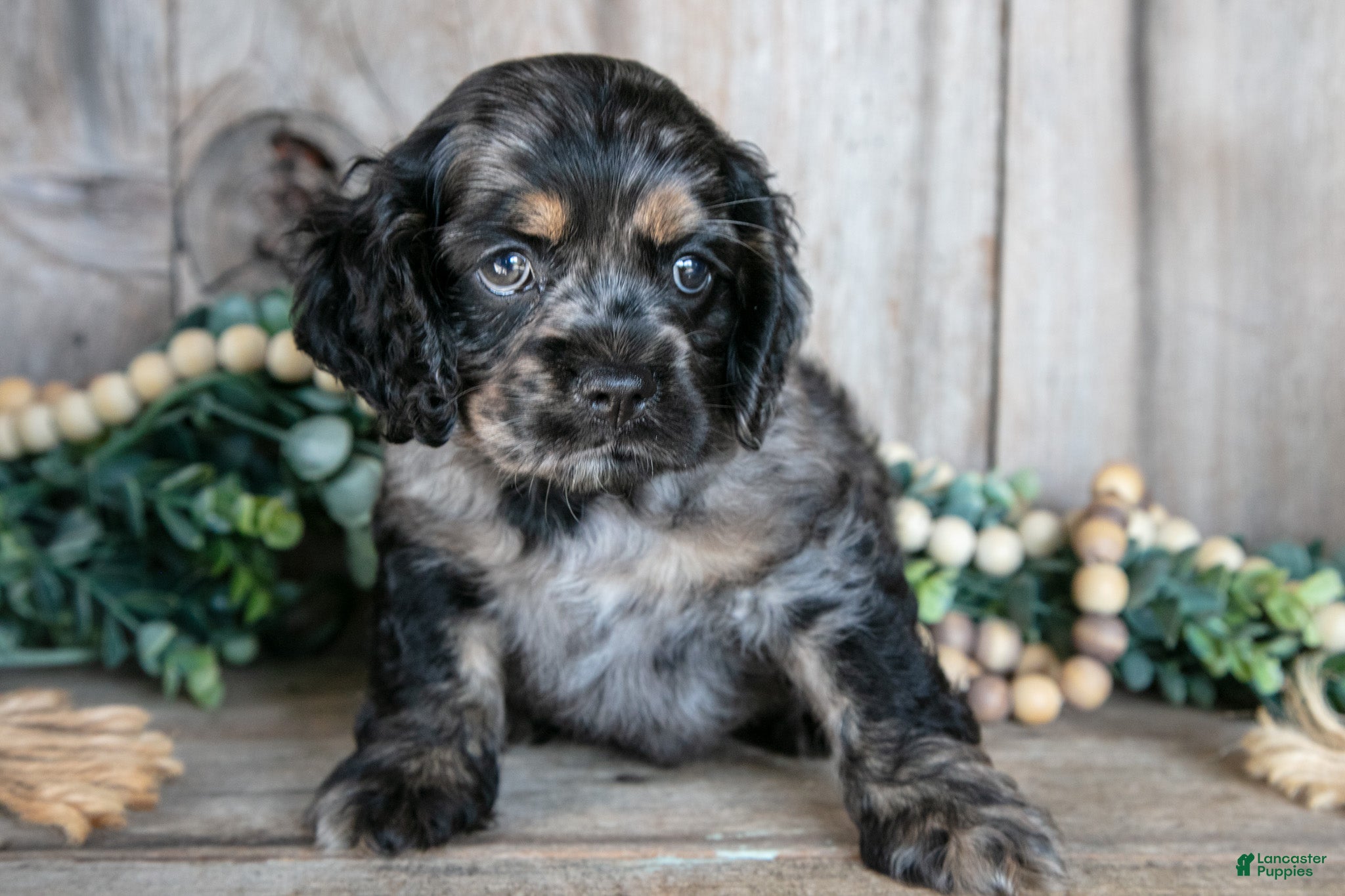 Cocker Spaniel dogs Dexter - Ad 2