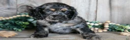 Cocker Spaniel dogs for sale: Dexter - Ad 2
