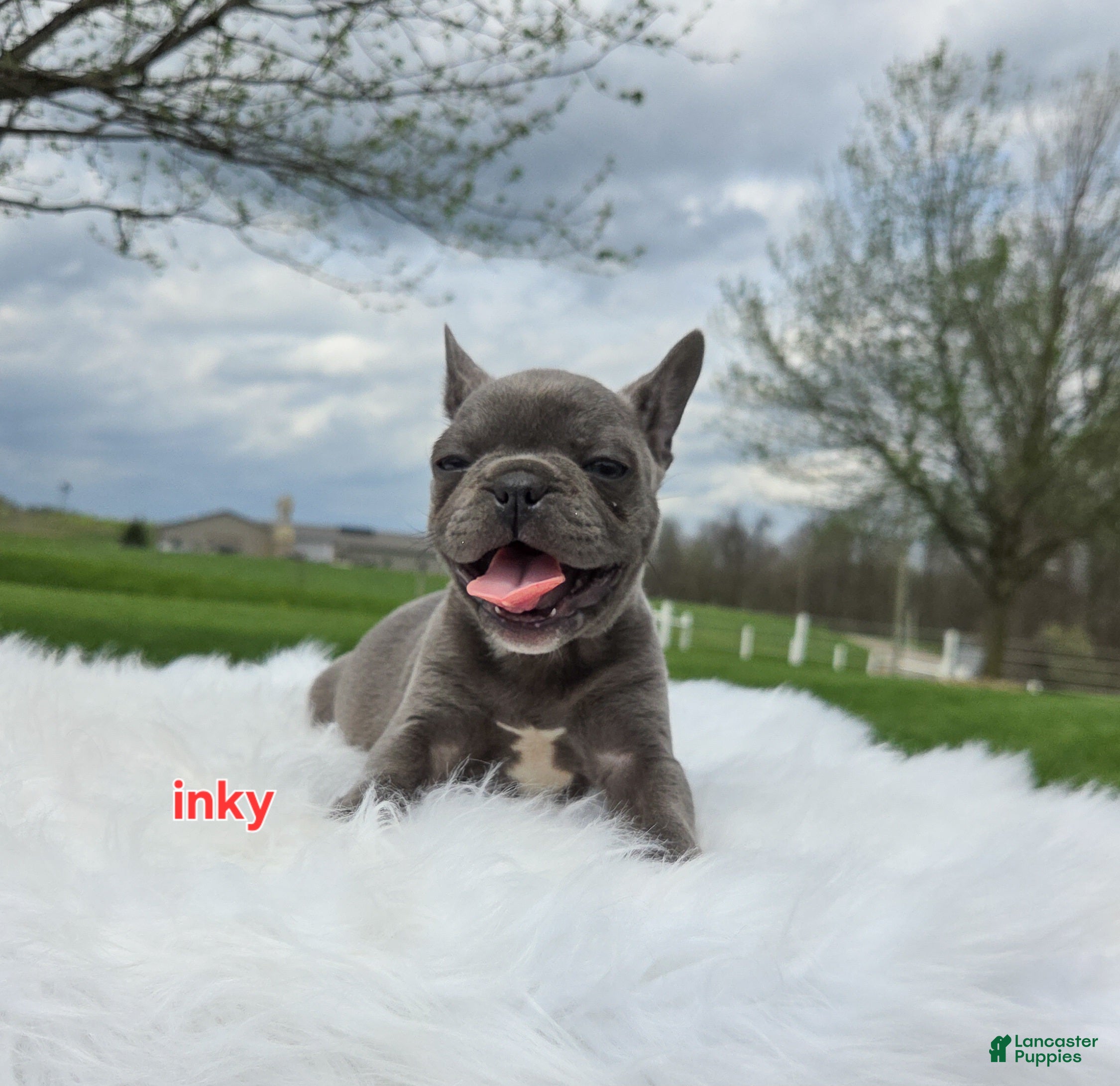 Frenchton dogs Inky - Ad 2