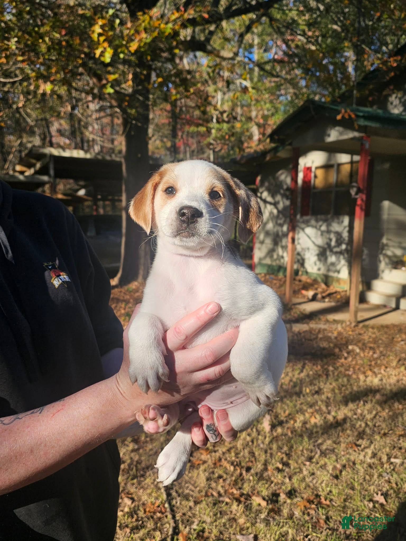 Mixed Breed dogs Mixed Breed Puppy 1 - Ad 22