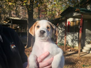 Mixed Breed dogs Mixed Breed Puppy 1 - Ad 11