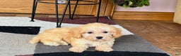 Maltipoo dogs for sale: Morty - Ad 6