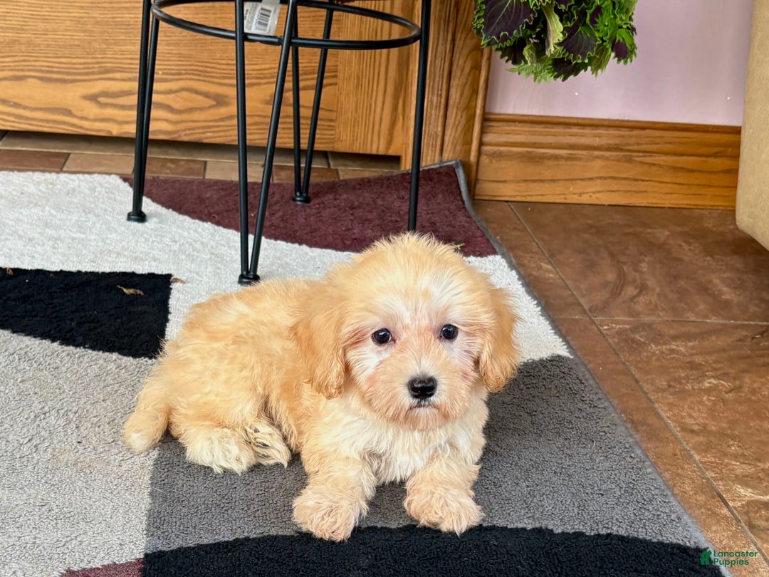 Maltipoo dogs for sale: Morty - Ad 6