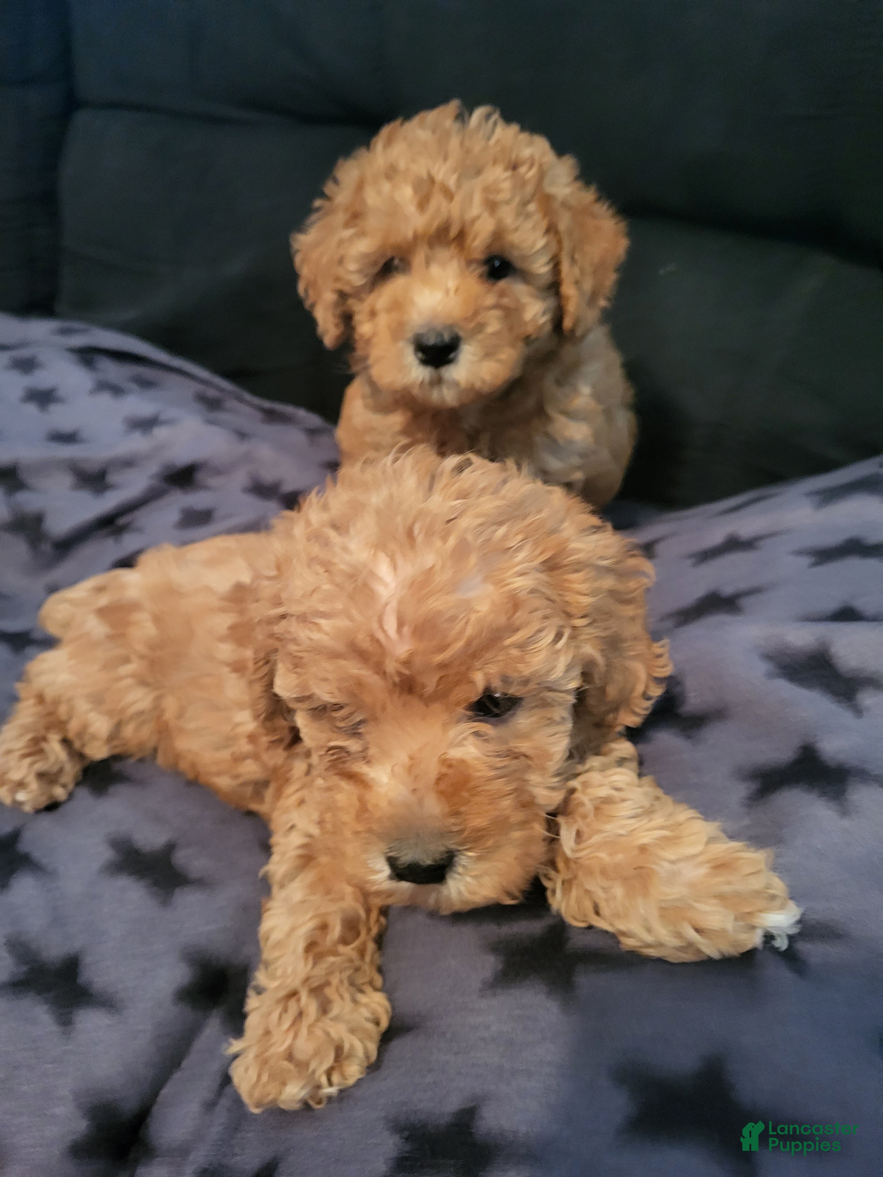 Toy Poodle dogs Toy Poodle 3 - Ad 41
