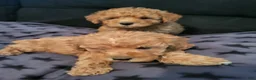 Toy Poodle dogs for sale: Toy Poodle 3 - Ad 1