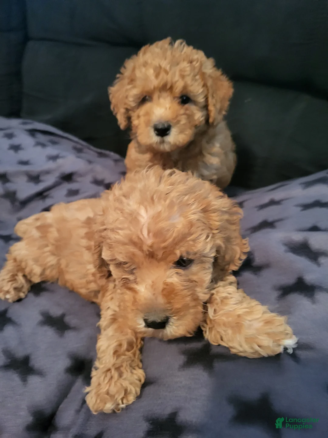 Toy Poodle dogs for sale: Toy Poodle 3 - Ad 1