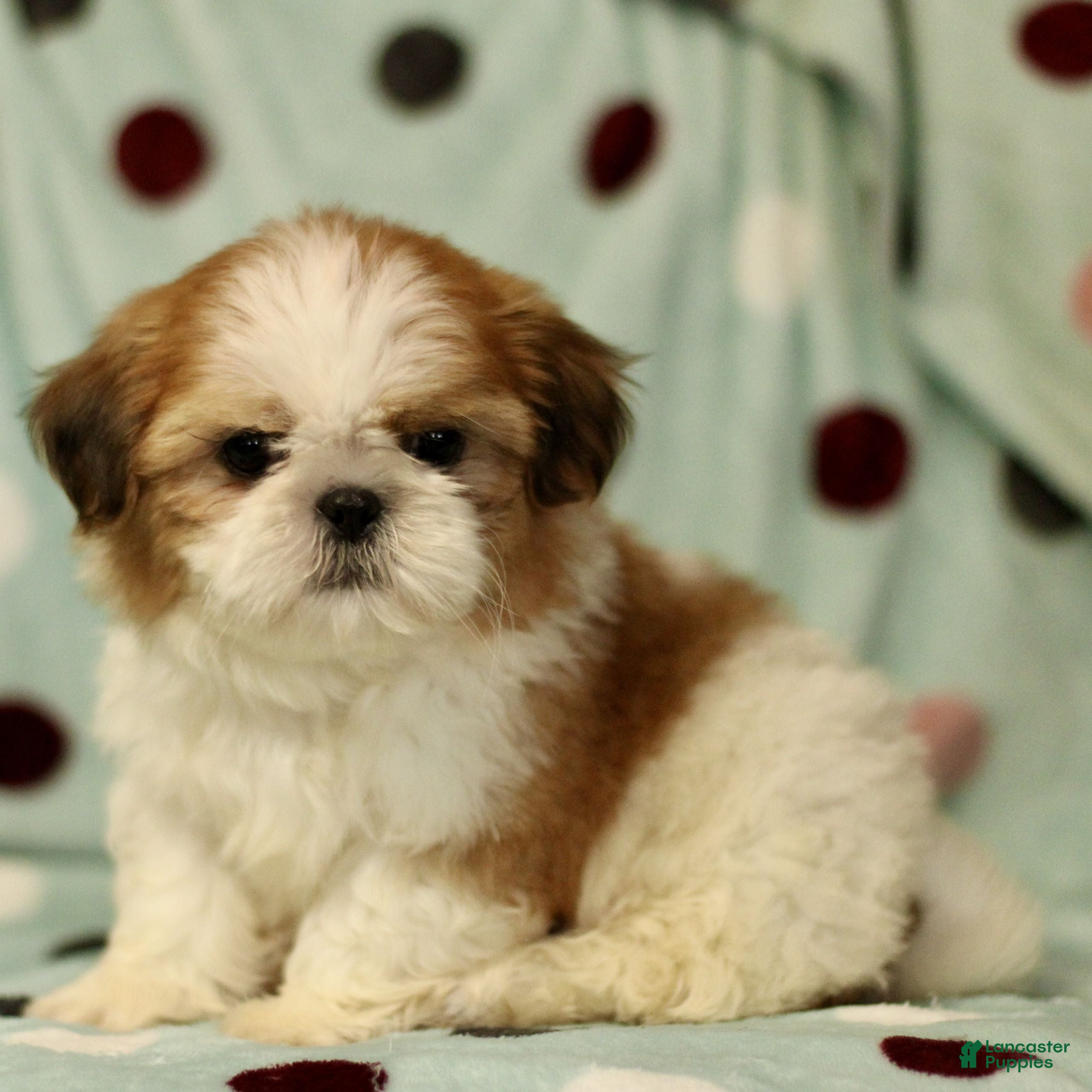 Shih Tzu dogs Baxter - Ad 42