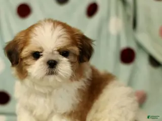 Shih Tzu dogs Baxter - Ad 42