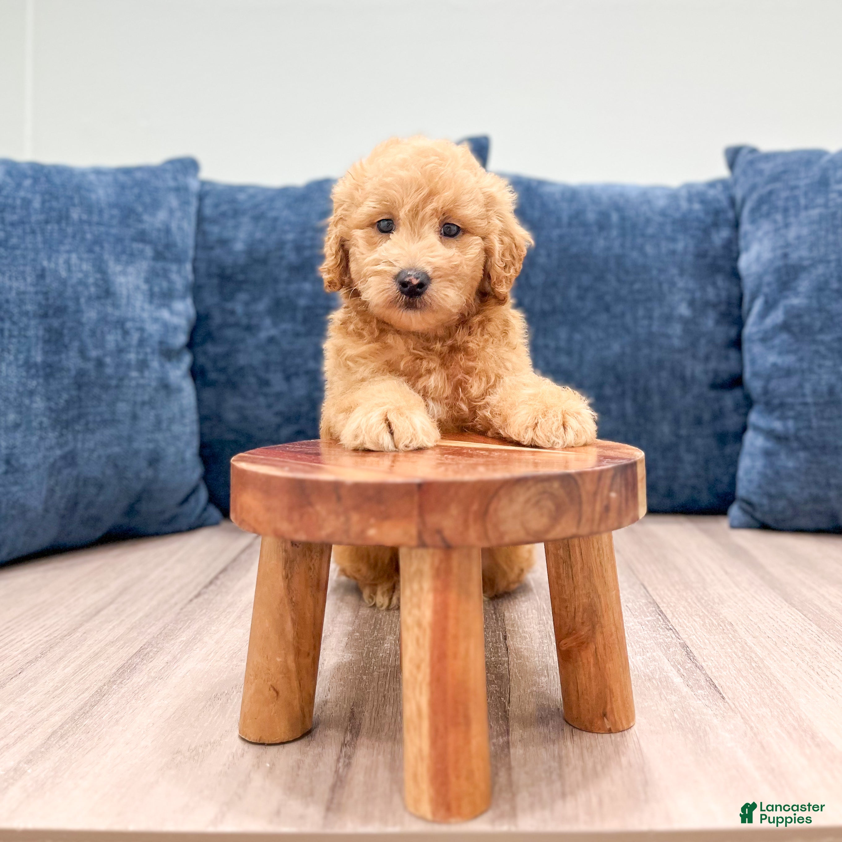 Miniature Labradoodle dogs Ozzie - Ad 2