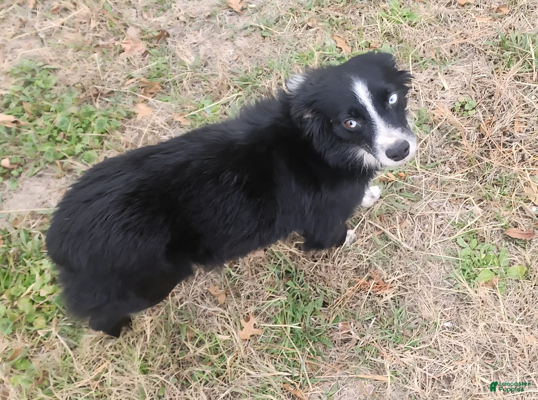 Miniature Australian Shepherd dogs for sale: Ranger - Ad 2