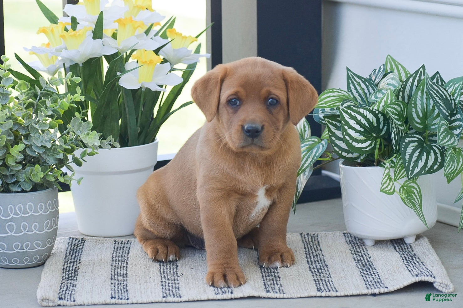 Labrador Retriever dogs Rhoda - Ad 2