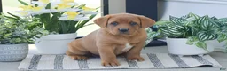 Labrador Retriever dogs for sale: Rhoda - Ad 2