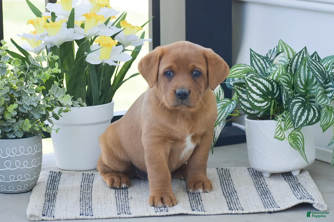 Labrador Retriever dogs for sale: Rhoda - Ad 2
