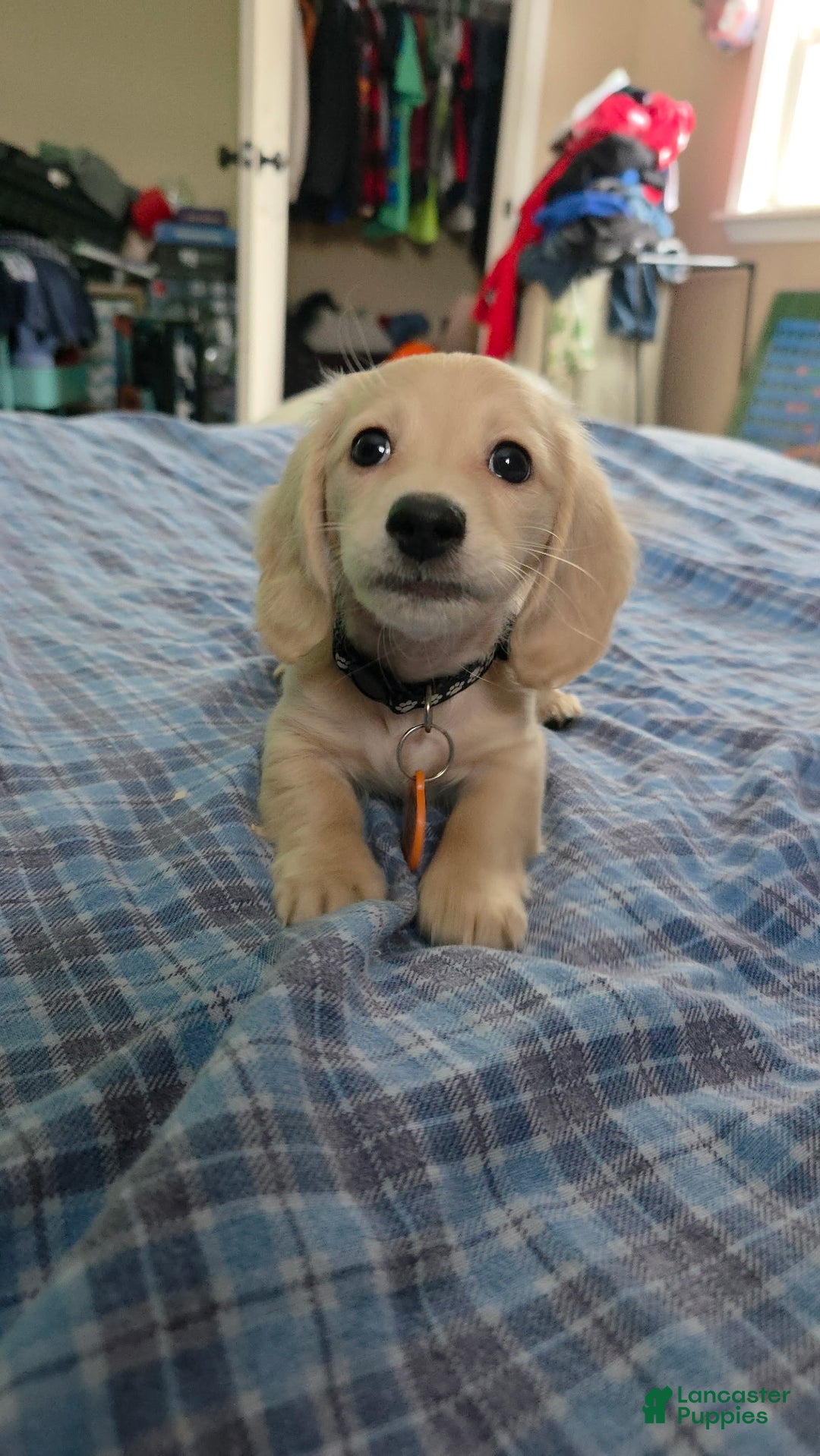 Miniature Dachshund dogs for sale: Mario - Ad 5