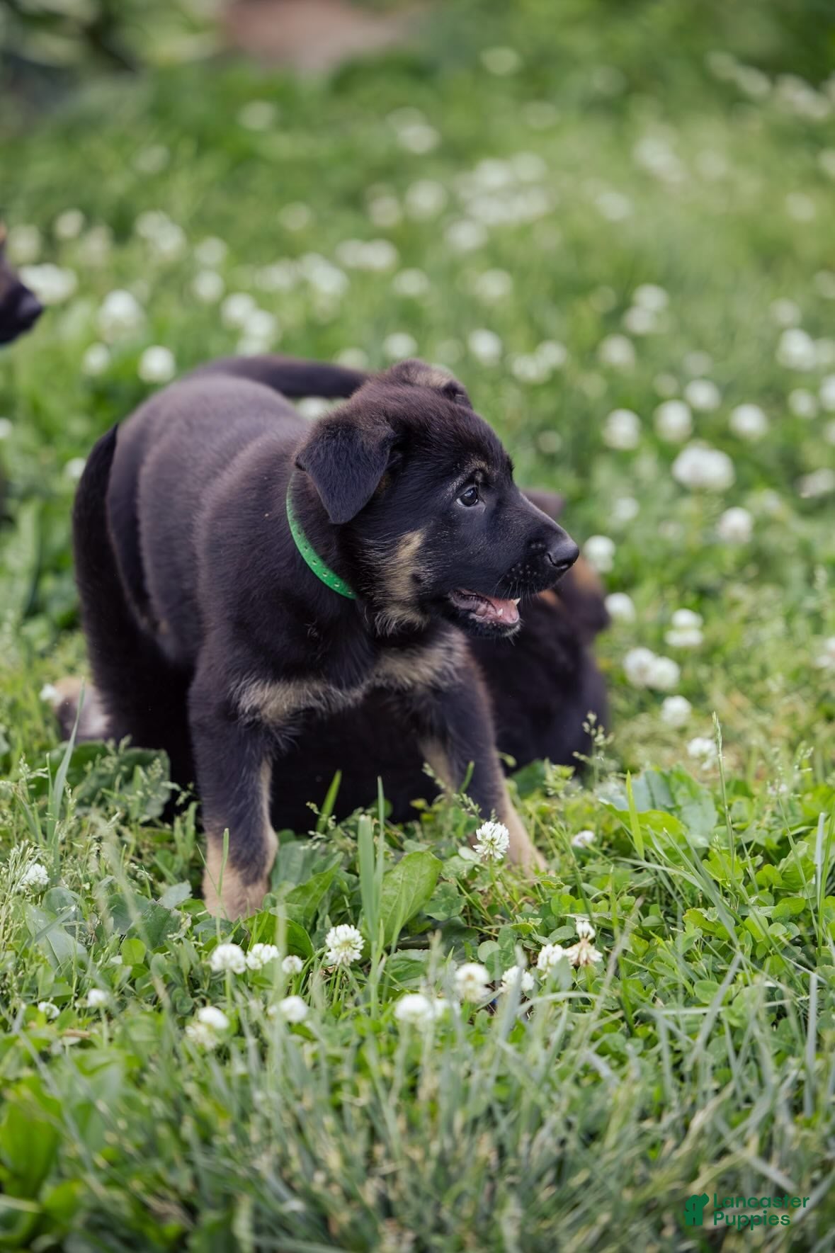 German Shepherd dogs Zeus - Ad 2