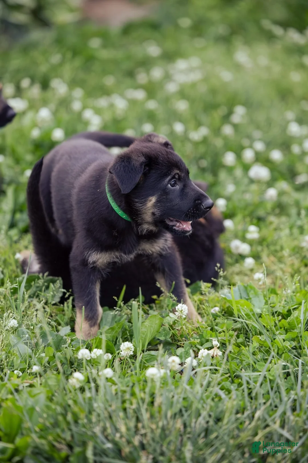 German Shepherd dogs for sale: Zeus - Ad 2