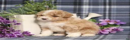 Miniature Poodle dogs for sale: Tobias  - Ad 5