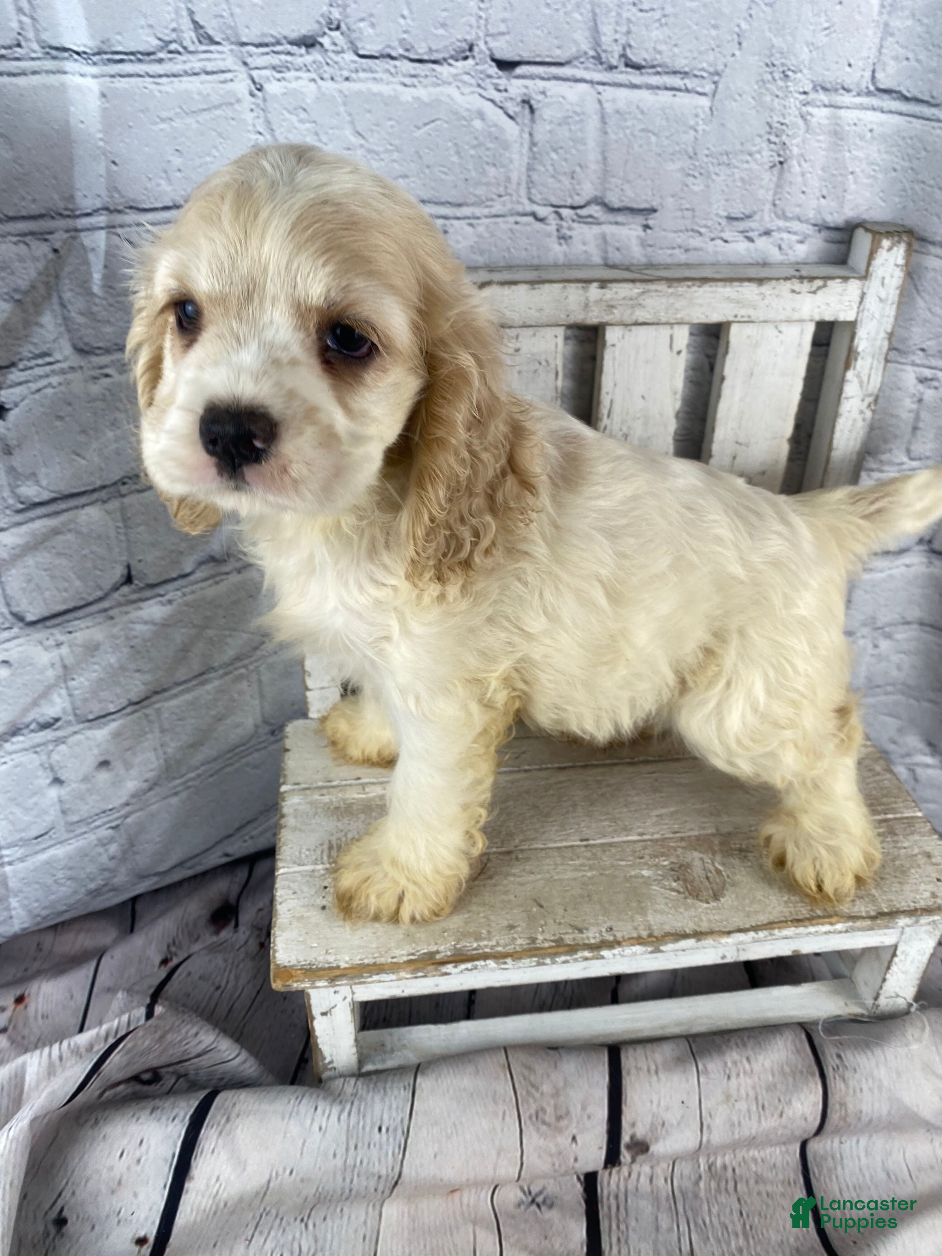 Cocker Spaniel dogs Maple - Ad 2