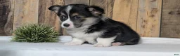 Welsh Corgi Pembroke dogs for sale: Nash - Ad 3