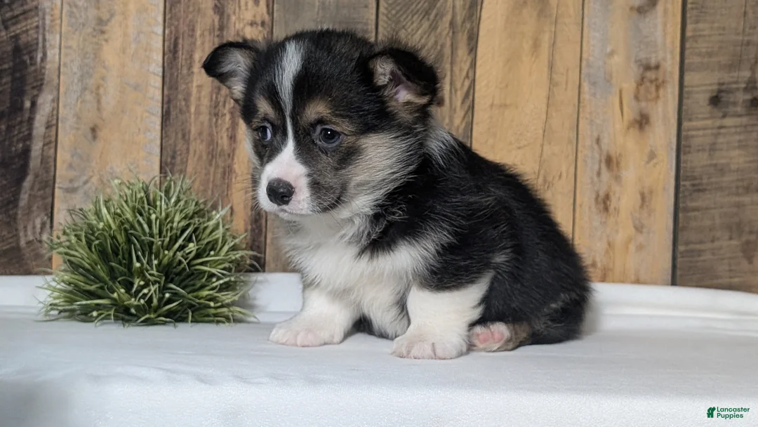 Welsh Corgi Pembroke dogs for sale: Nash - Ad 3