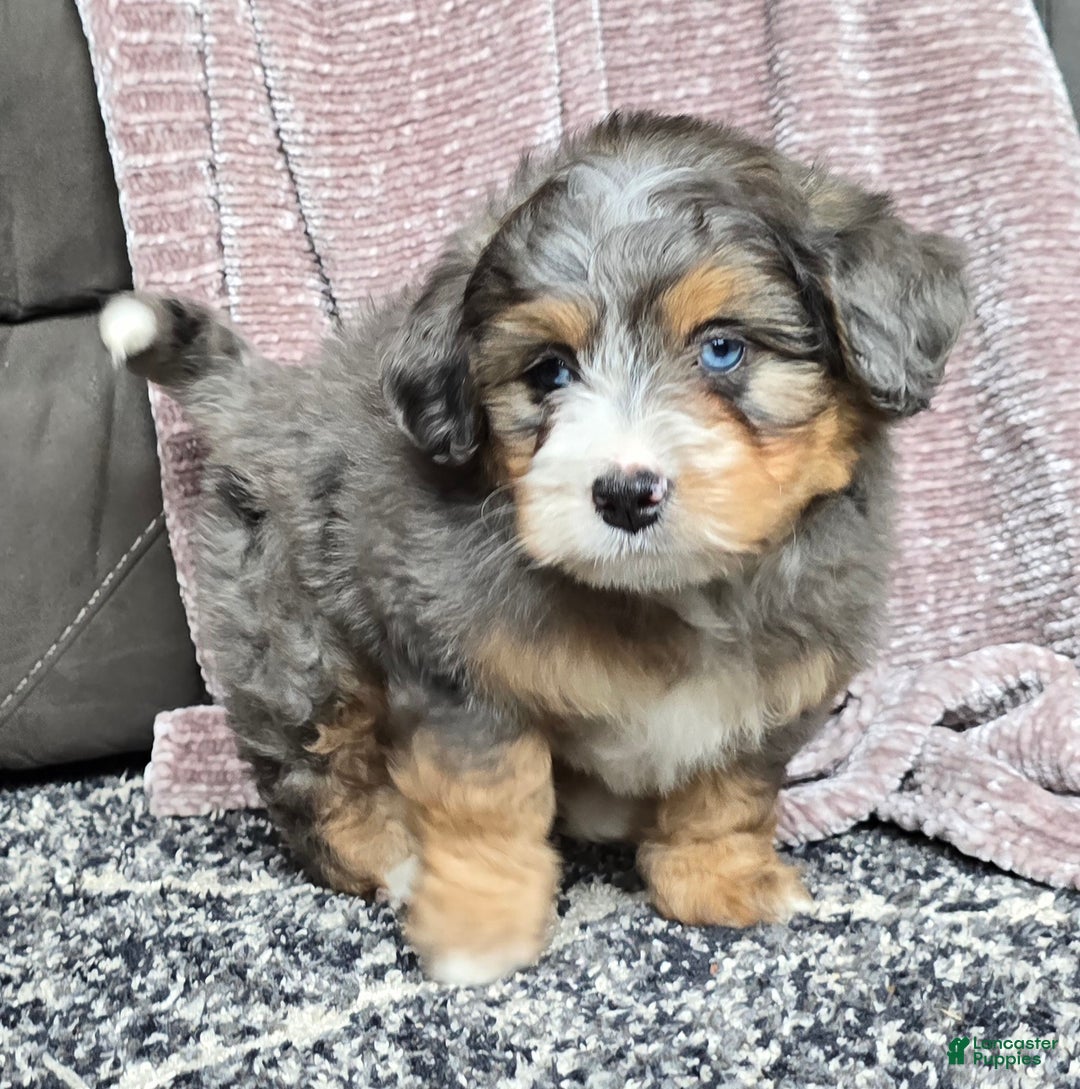 Mini Bernedoodle dogs for sale: Mini Watts - Ad 20