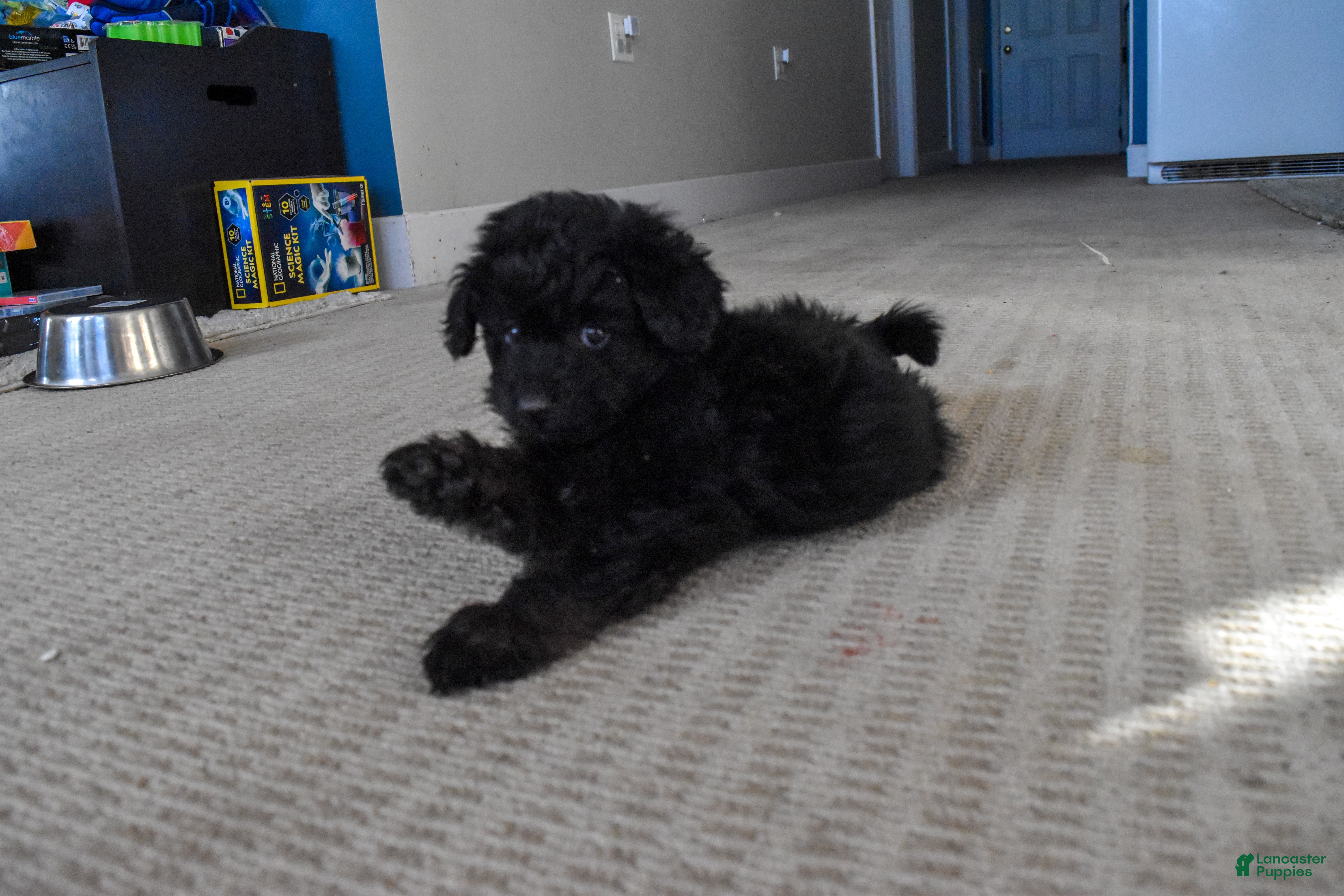 Yorkiepoo dogs Zach Black - Ad 27