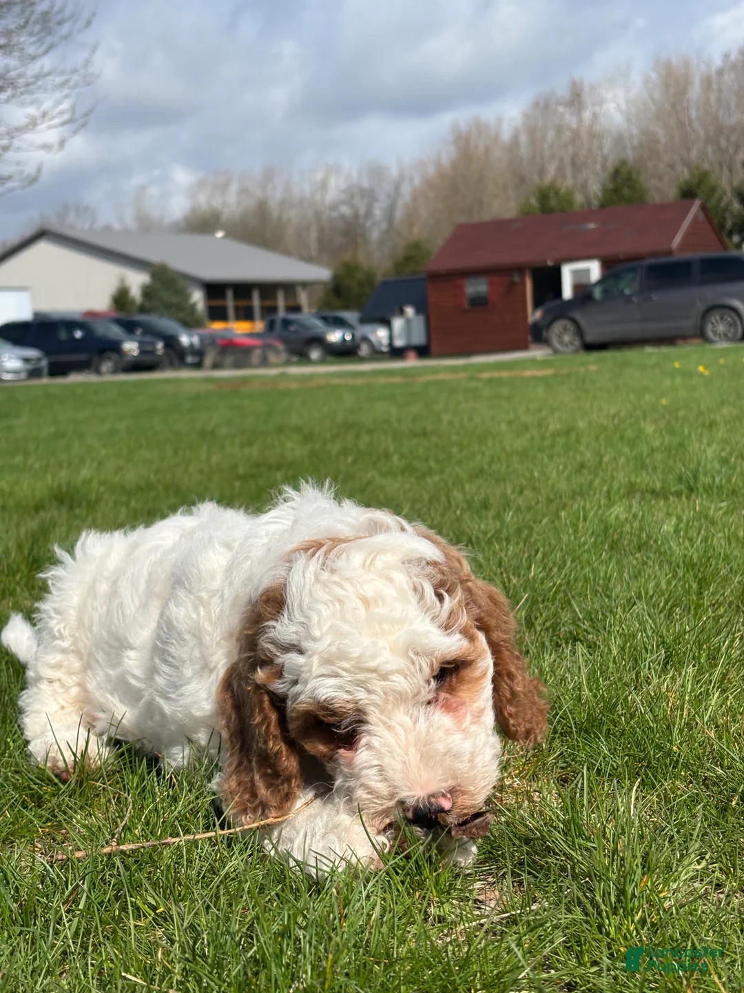 Mini Goldendoodle dogs for sale: Daniel - Ad 1