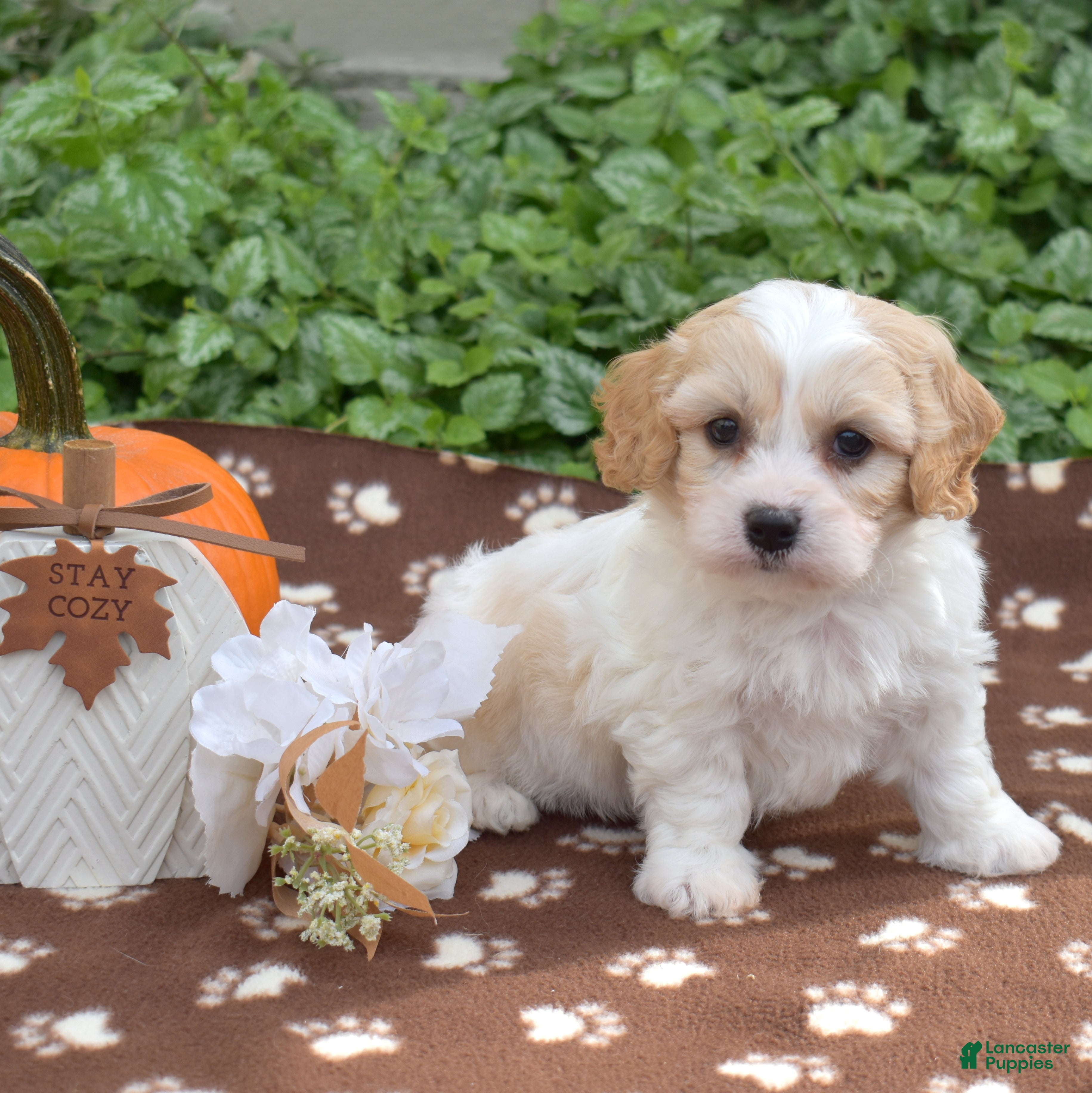 Cavachon dogs Latte - Ad 2