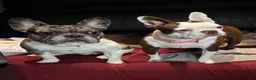 Frenchton dogs for sale: Frenchton Puppy 2 - Ad 7