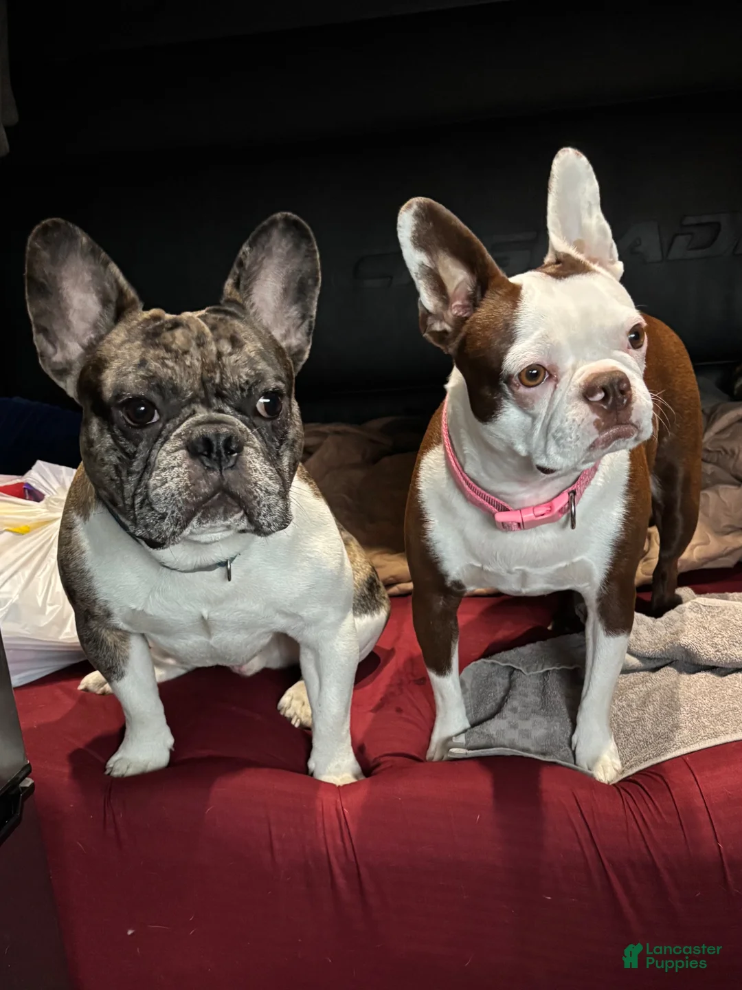 Frenchton dogs for sale: Frenchton Puppy 2 - Ad 7