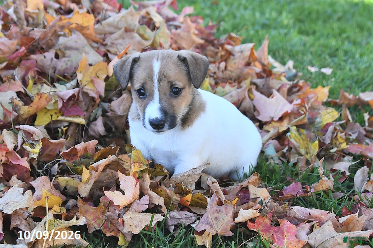 Jack Russell Terrier dogs for sale: Sugar - Ad 2