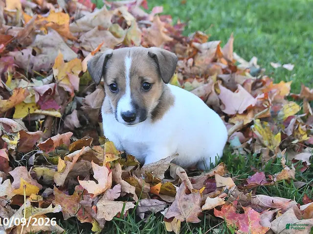 Jack Russell Terrier dogs for sale: Sugar - Ad 2