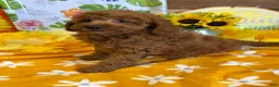 Labradoodle dogs for sale: Piper - Ad 2