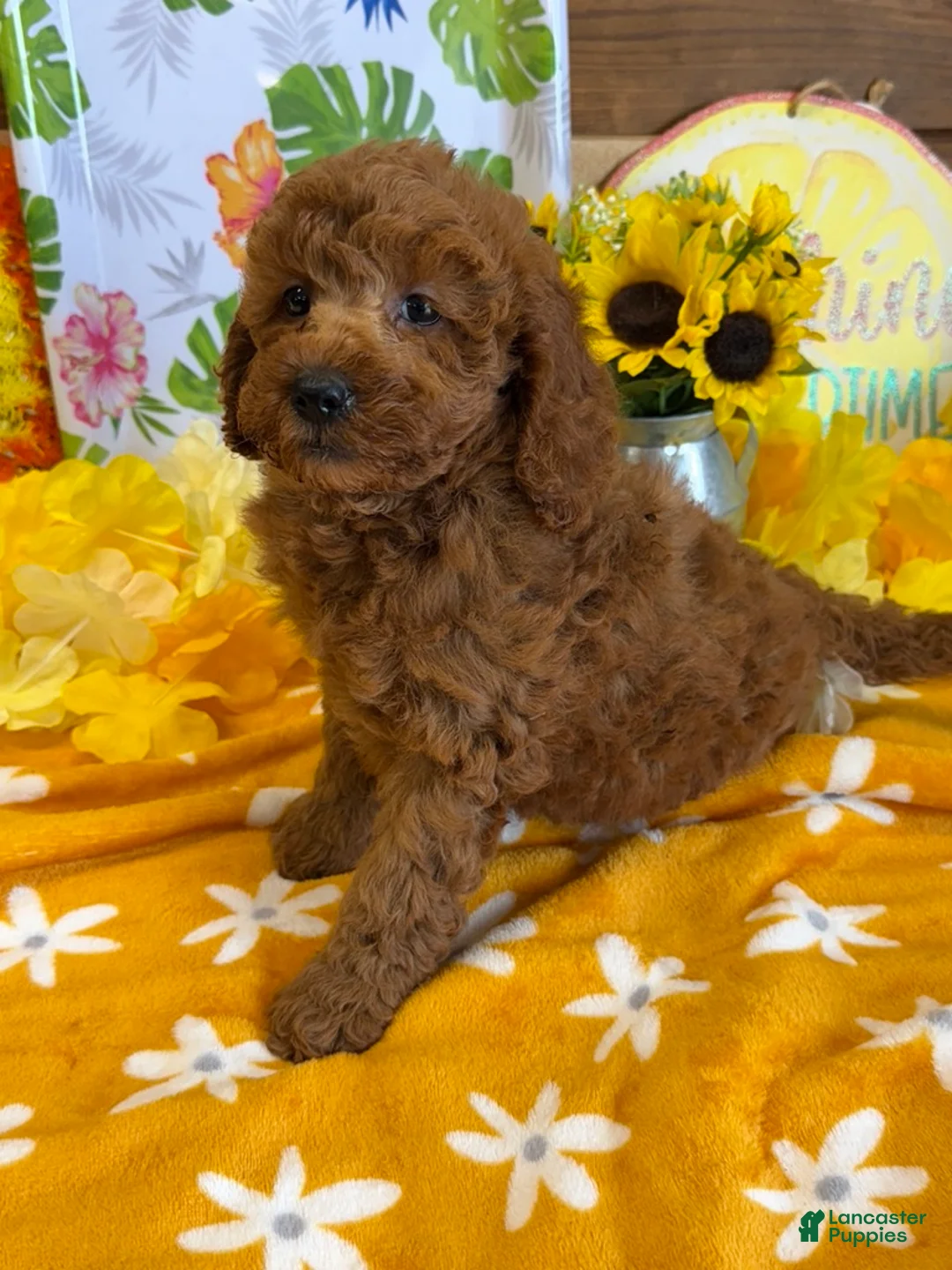 Labradoodle dogs for sale: Piper - Ad 2