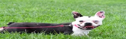 Frenchton dogs for sale: Nova - Ad 2