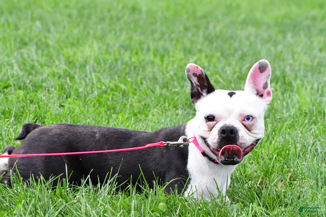 Frenchton dogs for sale: Nova - Ad 2