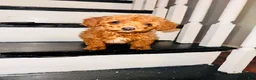 Goldendoodle dogs for sale: Rocky - Ad 4