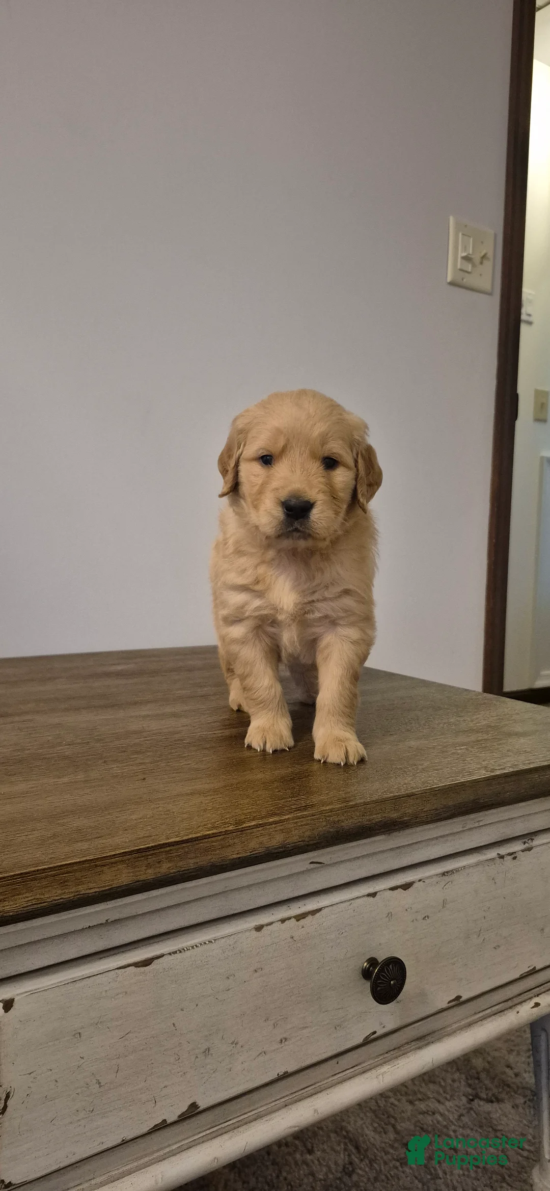 Golden Retriever dogs for sale: Finn - Ad 2