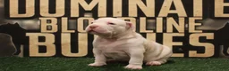 American Bully dogs for sale: American Bully (female) - Ad 2